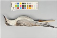 藏品(黑腹燕鷗)的圖片